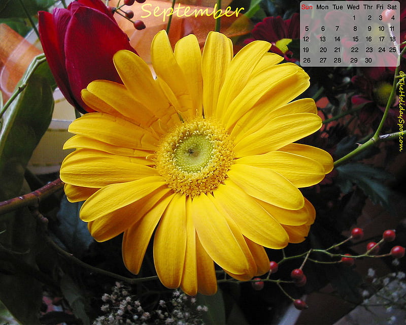 September 2010, calendar, yellow mums, purple, berries, bouquet, flowers, tulip, HD wallpaper