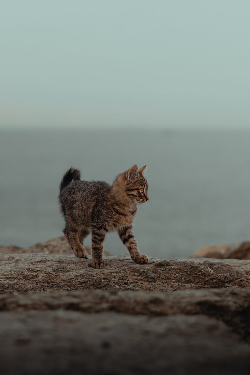 brown tabby cat walking on brown sand during daytime, HD phone wallpaper