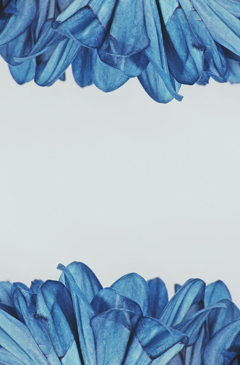 Blue Petaled Flower, HD phone wallpaper