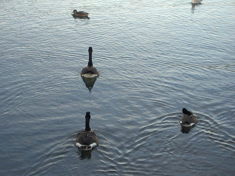 Ducks and Canadian Geese, Toronto, Ducks, Humber-Bay, Canadian-Geese, HD wallpaper