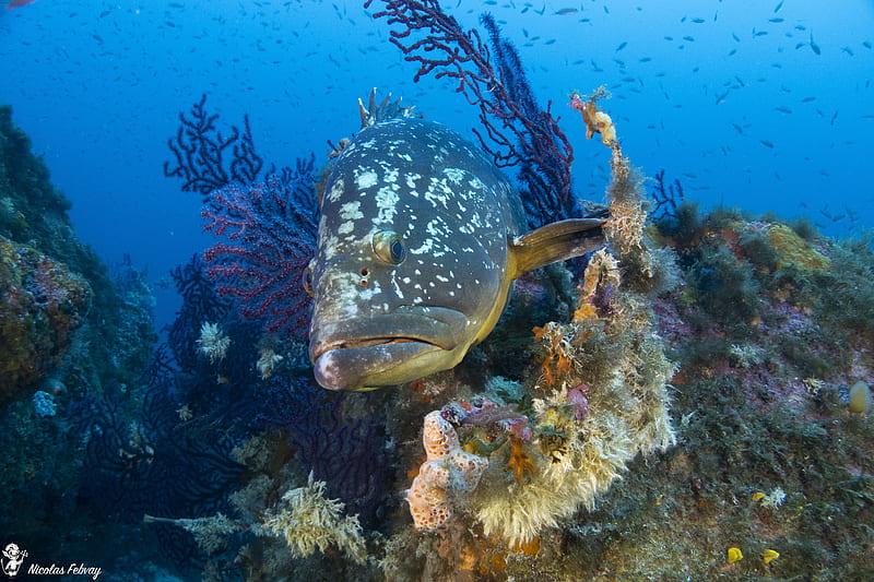 Grouper Merou, fish, grouper, mer, merou, ocean, poisson, scuba, sealife, HD wallpaper