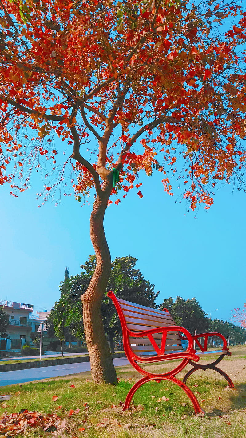 Autumn colours, romantic, HD phone wallpaper