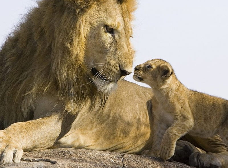 Lion and Cub, cub, sniffing noses, lion, HD wallpaper