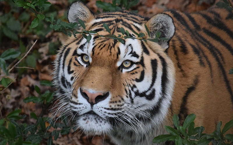 Amur tiger, predator, wildlife, tigers, forest, HD wallpaper