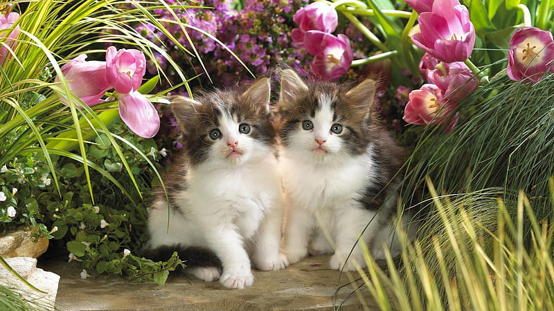 cute two white kittens are sitting surrounded by flowers and green grasses animals, HD wallpaper