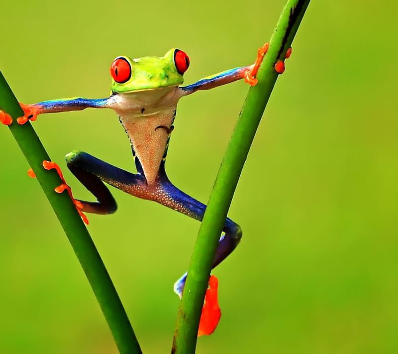 Bright Frog, 2016, awesome, love, HD wallpaper
