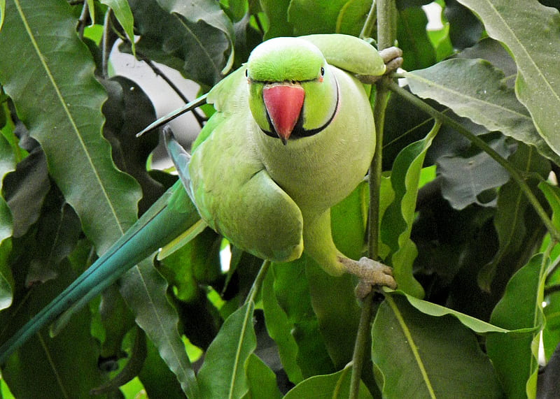 looking-at-me-the-parakeet, parakeet, bird, green, animal, HD wallpaper