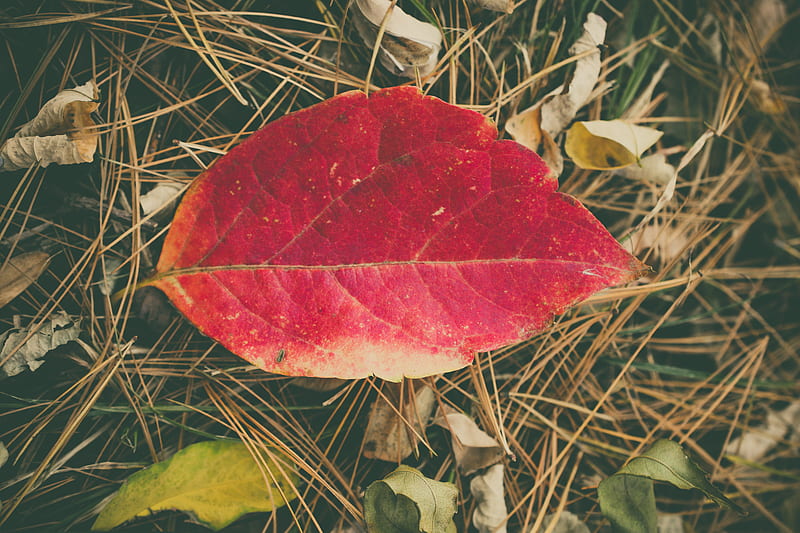 red and yellow leaf on brown dried leaves, HD wallpaper