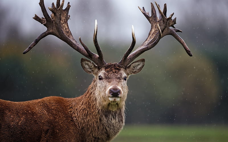 deer, forest, horns, light rain, HD wallpaper