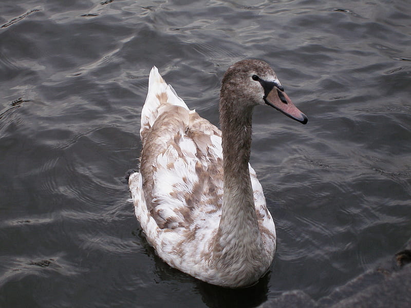 Young Swan, river, young, swan, vltava, HD wallpaper