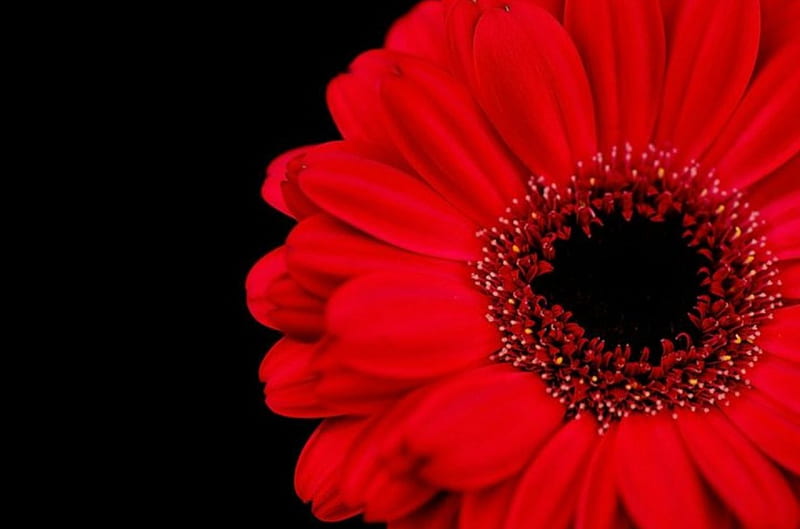 Gerbera, black and red, flower, bonito, two colors, HD wallpaper