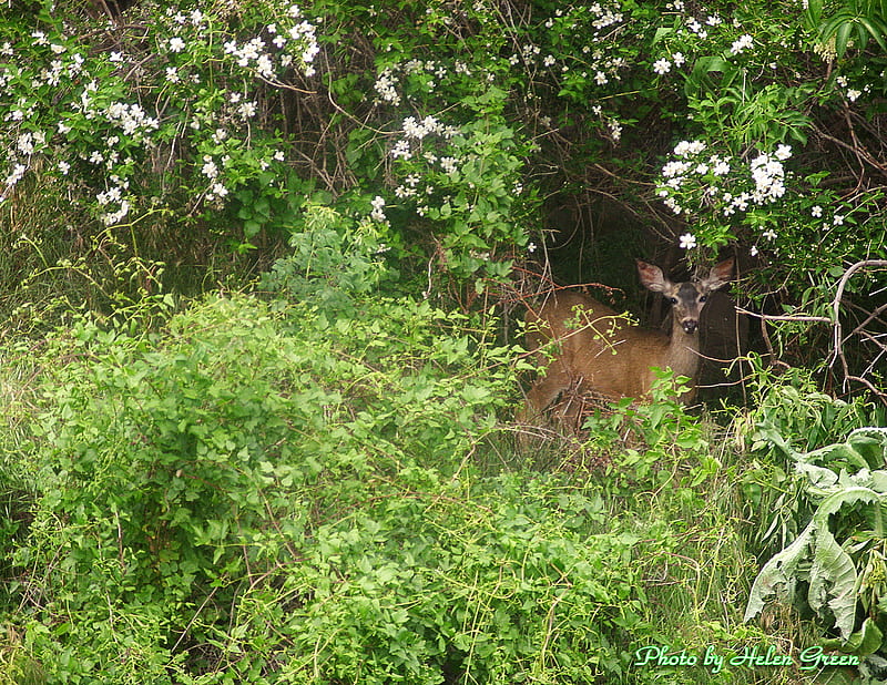 hide and seek, natures beauty, mule deer hiding in the brush, mule deer, hidden, HD wallpaper