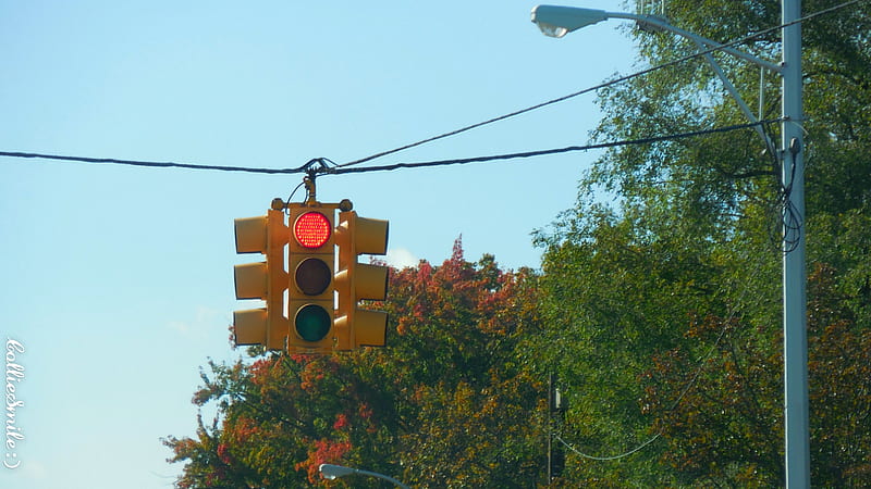 Red Light, Red Leaves, streetlight, trees, leaf, leafs, blue skies, stop light, leaves, green, Fa11, traffic 1ight, branches, Autumn, Traffic Signals nSigns, HD wallpaper