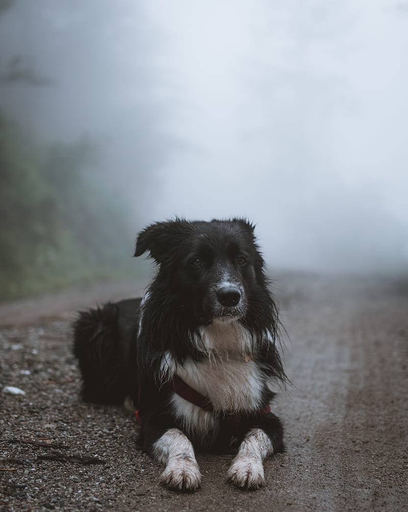 short-coated black and white dog lying in middle of road covered in mist, HD phone wallpaper