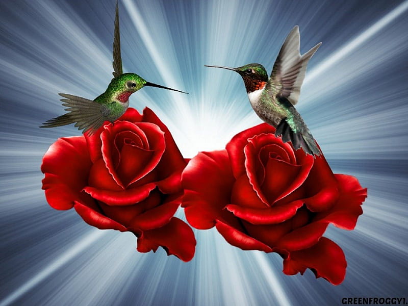 RED ROSES WITH HUMMING BIRDS, BIRDS, ROSES, TWO, RED, HD wallpaper