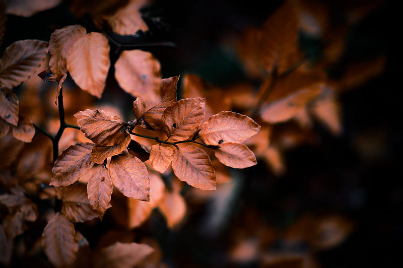 Brown leaves in tilt shift lens, HD wallpaper | Peakpx