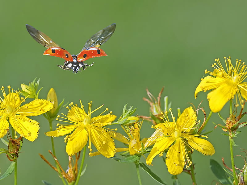 Ladybug in flight, bug, ladybug, flying, insect, flowers, nature, HD wallpaper