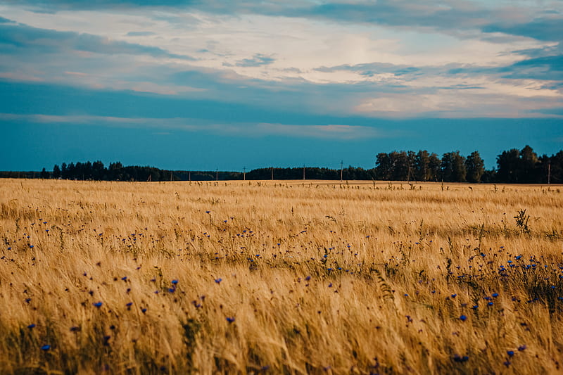 field, wheat, cornflowers, flowers, nature, HD wallpaper