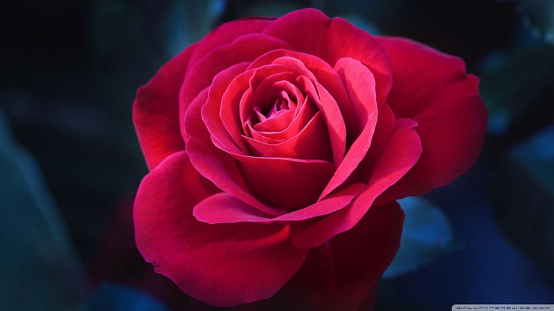 Burgundy rose, red, rose, flower, bonito, burgundy, HD wallpaper