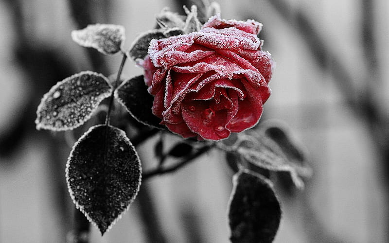 rose, flowers, frost, HD wallpaper