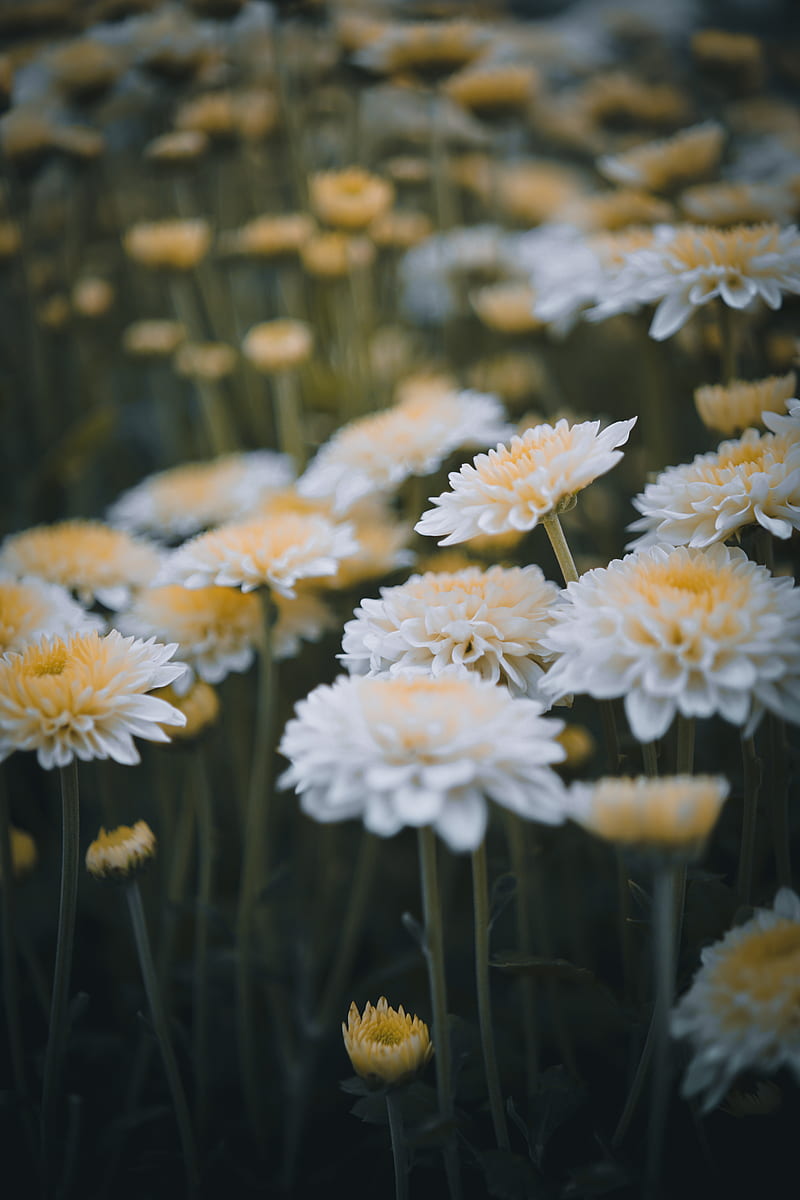 Close-Up of White And Yellow Flowers, HD phone wallpaper