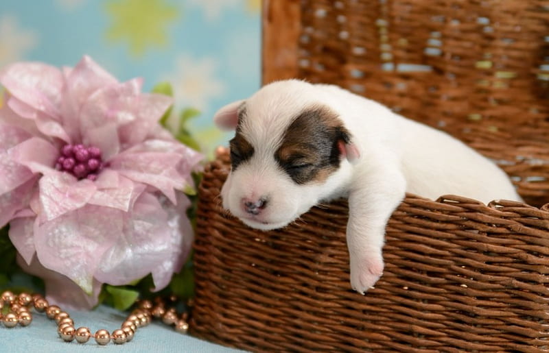 Puppy, animal, sweet, cute, basket, flower, white, pink, dog, HD wallpaper