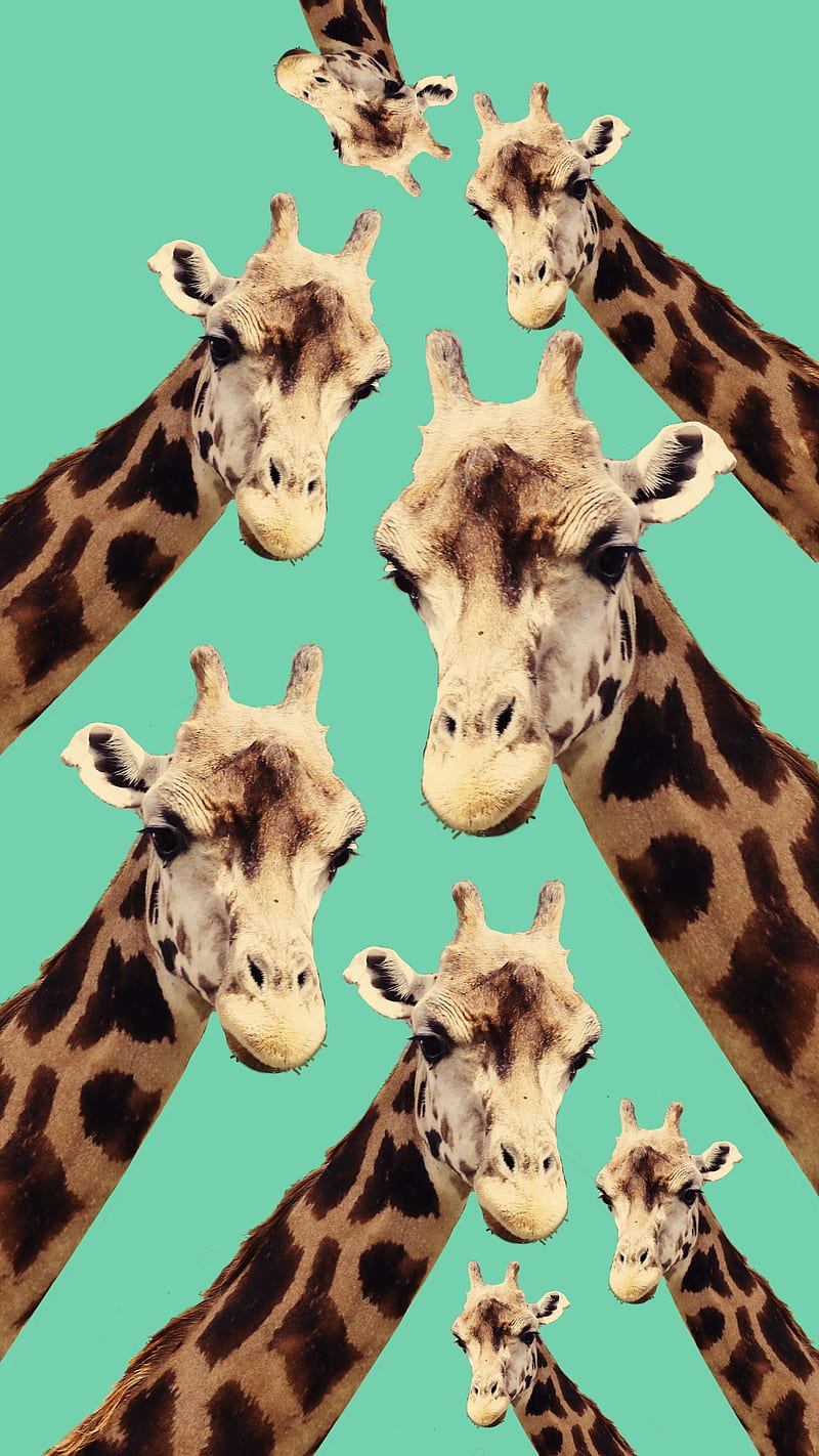 G RAF, animals, collage, funky, funny, giraffe, nature, weird, HD phone wallpaper