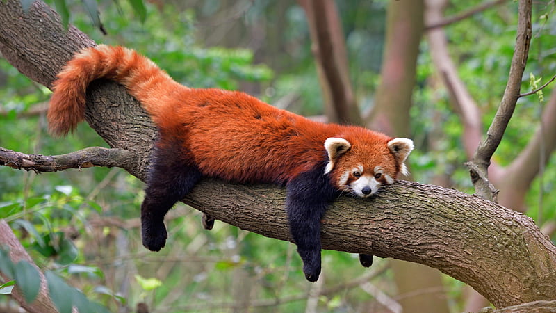 Animal, Red Panda, HD wallpaper | Peakpx