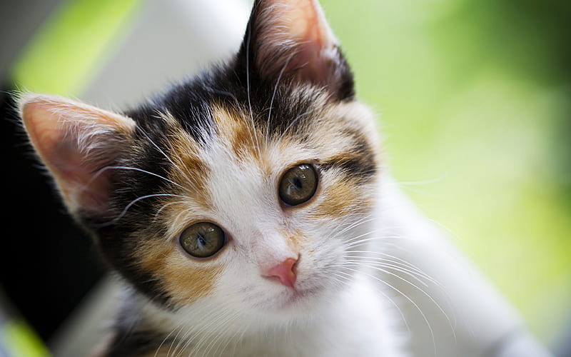 Calico cat pets, kitten, cats, muzzle, cute animals, HD wallpaper