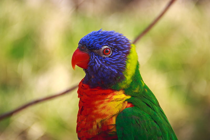 selective focus graphy of blue, red, and green bird, HD wallpaper