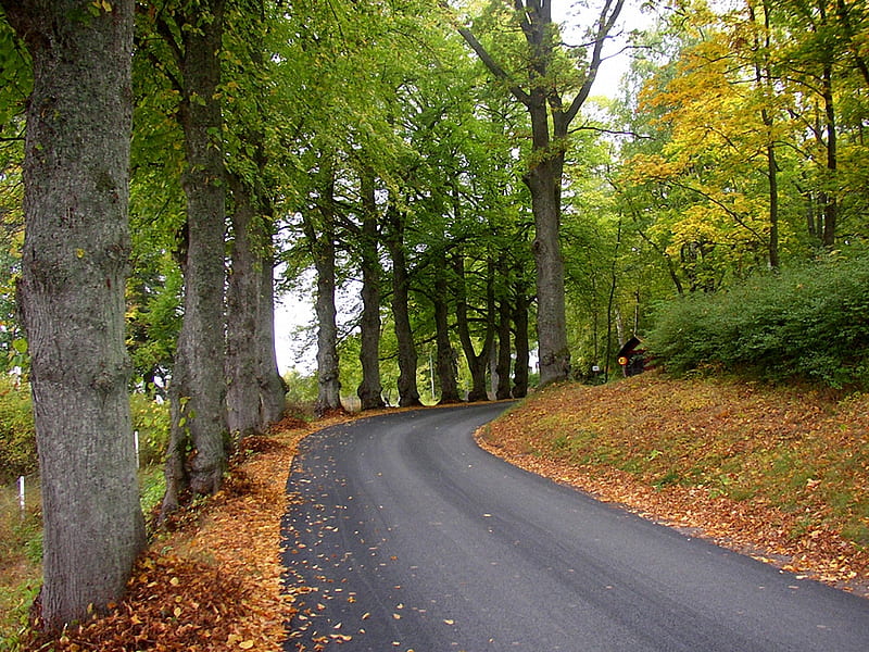 curve-of-the-road, curve, autumn, road, trees, HD wallpaper