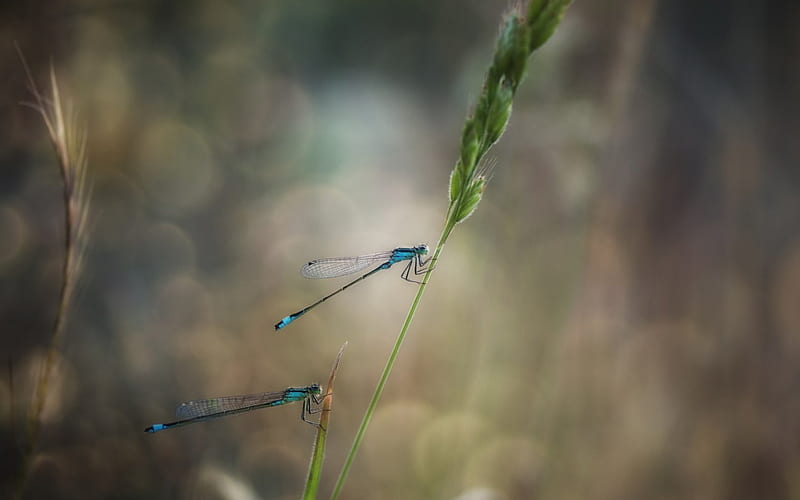 Dragonflies, wings, green, macro, dragonfly, insect, blue, HD wallpaper