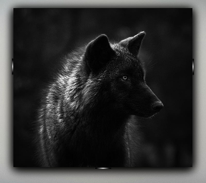 Apex Predator, apex, dark, predator, wolf, HD wallpaper