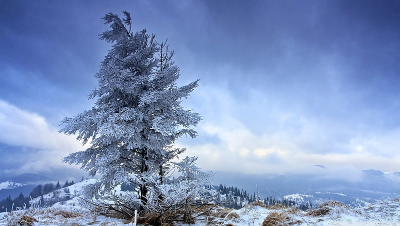 solitary fir tree in winter, solitary, tree, clouds, winter, HD wallpaper