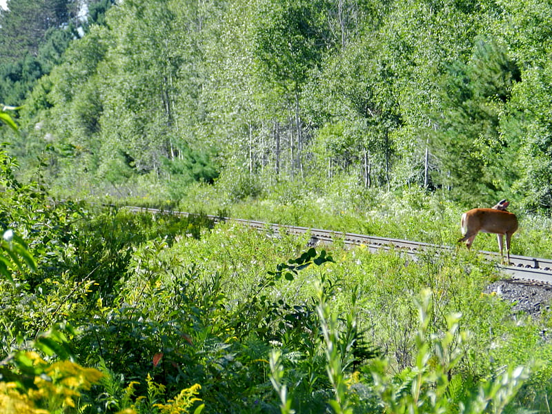 Deer On Railroad Tracks, Trees, Deer, Summer, Railroad Tracks, Animal, graphy, HD wallpaper