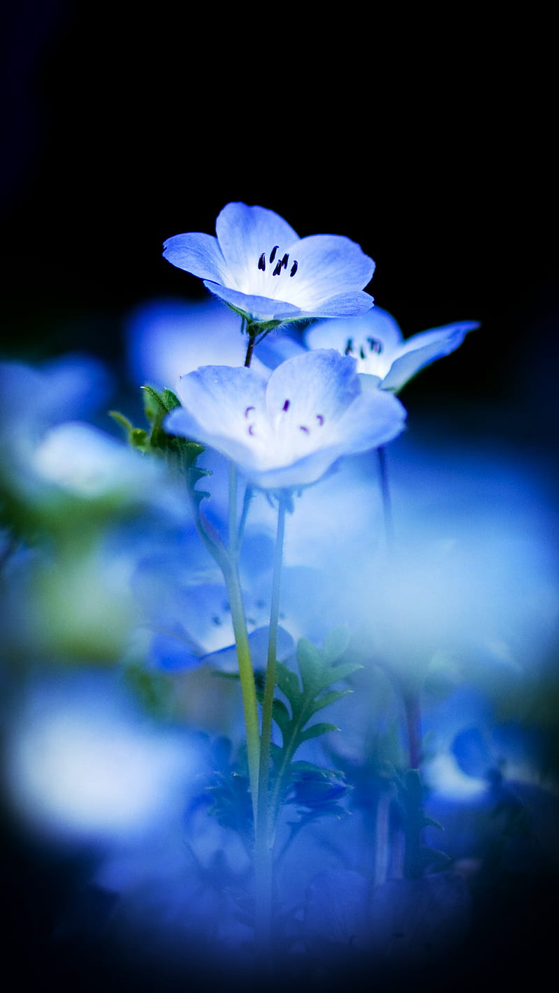 Blue flowers Wallpaper 4K Hyacinth White Blossom Nature 2060