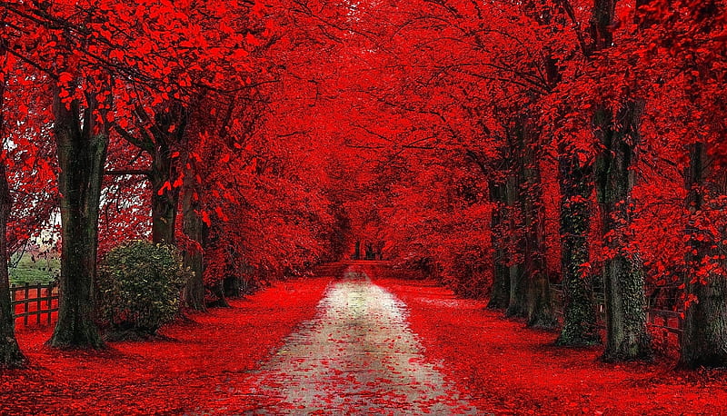 Red Autumn Path, red, forest, autumn, path, nature, trees, HD wallpaper