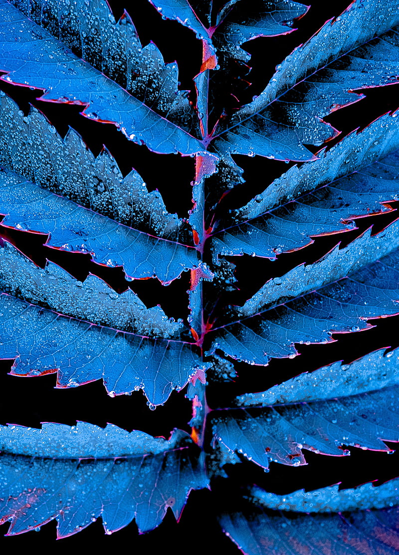 leaves, carved, drops, hop, plant, blue, HD phone wallpaper
