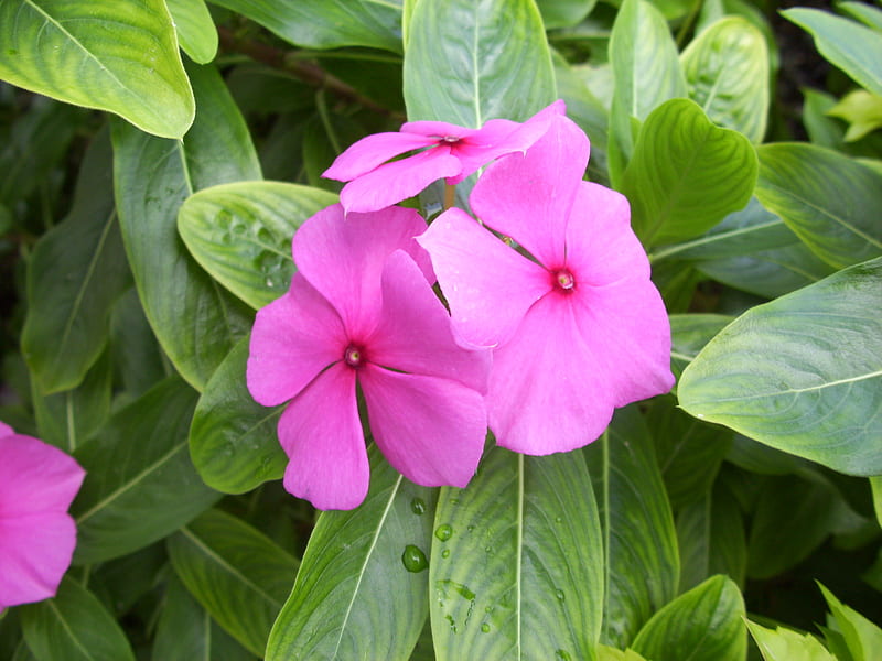 Periwinkle, flowers, tropical, green, pink, HD wallpaper