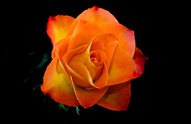 Delicate rose, wonderful, orange, rose, yellow, bonito, soft, magic, delicate, softness, single rose, tenderness, water drops, flower, beauty, petals, tender, HD wallpaper