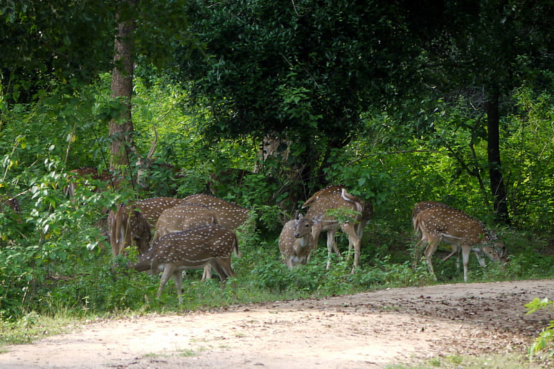 Spotted Deer at Dusk 1, Sri Lanka, Bambi, Browsing, Yala, HD wallpaper