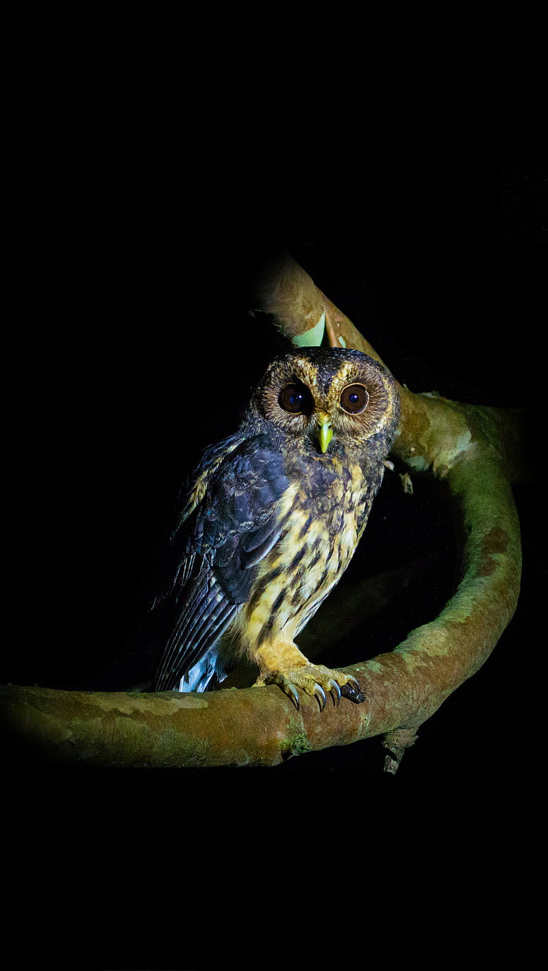 Owl you can see, anima, bird, costarica, dark, forest, monteverde, night, nocturnal, owl, HD phone wallpaper