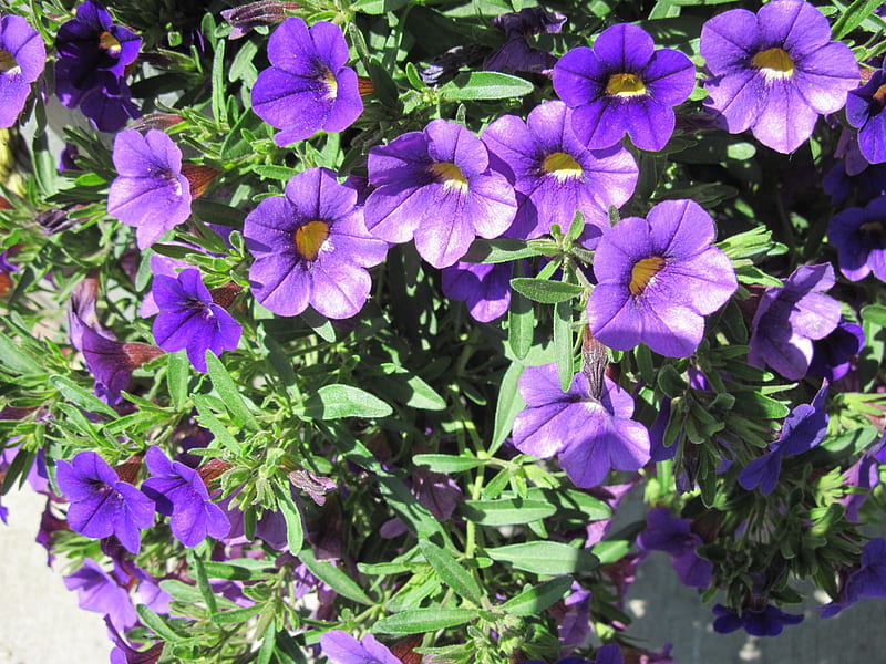 Purple Flowers day 36, graphy, purple, Petunias, green, flowers, yellow, HD wallpaper