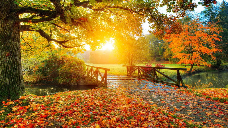 Autumn sunrise in park, golden, colors, park, fall, glow, autumn, sun ...