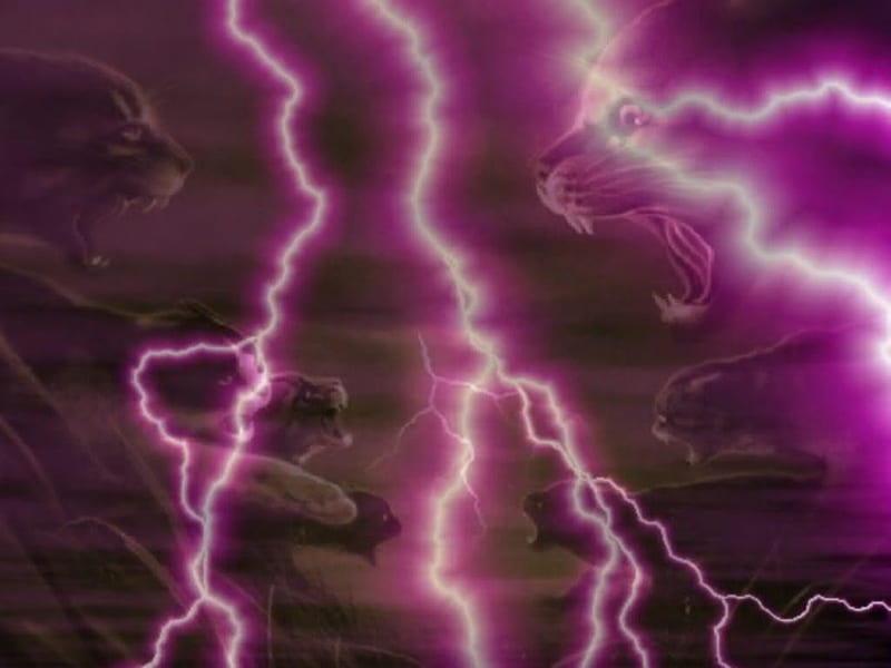 Lightning on War, warriors, lightning, purple, cats, animals, HD wallpaper