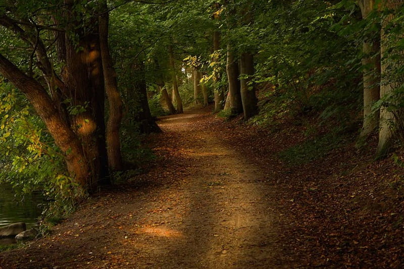 Path, forest, nature, way, trees, HD wallpaper | Peakpx