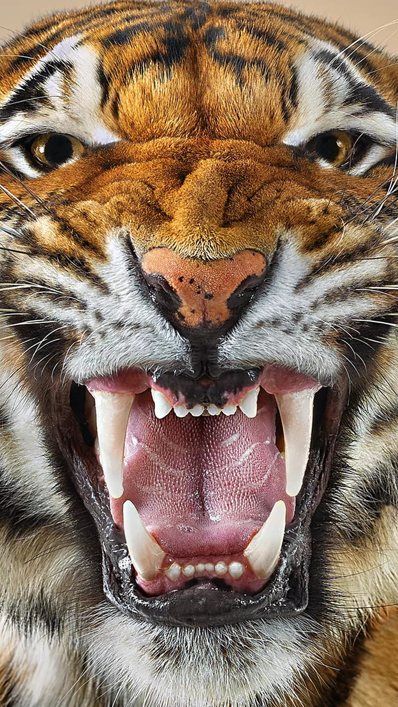 angry tiger, animal, face, teeth, tongue, wild, HD phone wallpaper