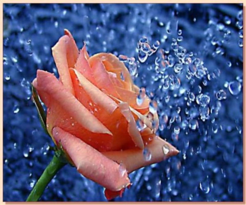 peach rose, rese, flowers, nature, peach, blue, HD wallpaper