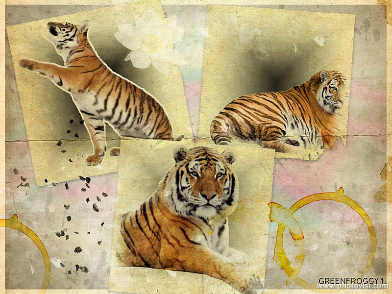 TIGERS, ART, COLLAGE, THREE, HD wallpaper | Peakpx