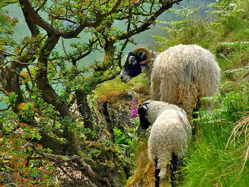 Wild Sheep, sheep, cool, wild, HD wallpaper